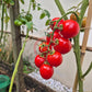 Camp Joy DER TOMATENFLÜSTERER