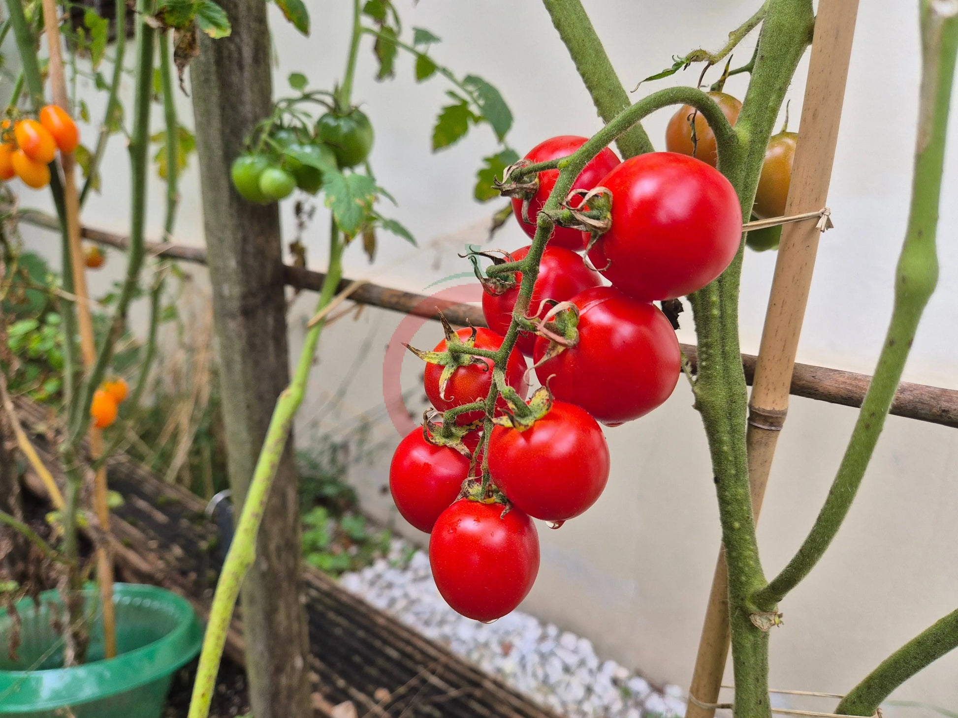 Camp Joy DER TOMATENFLÜSTERER