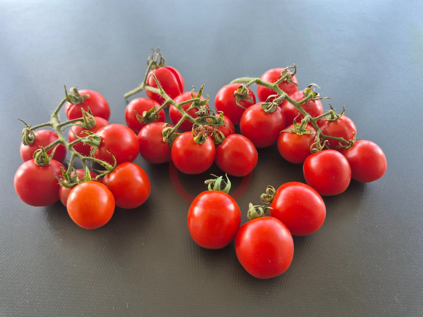 Camp Joy DER TOMATENFLÜSTERER
