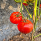 Campbell 1321 DER TOMATENFLÜSTERER