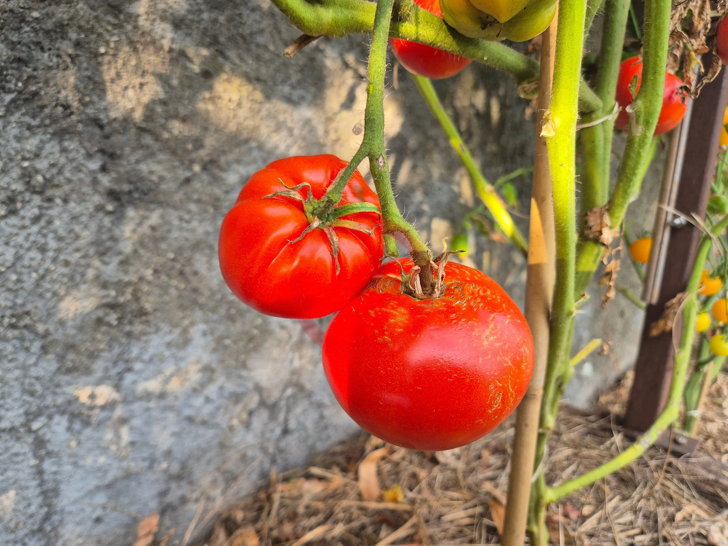 Campbell 1321 DER TOMATENFLÜSTERER