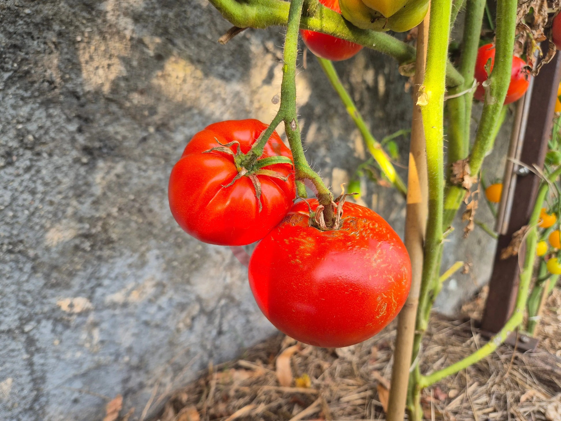 Campbell 1321 DER TOMATENFLÜSTERER