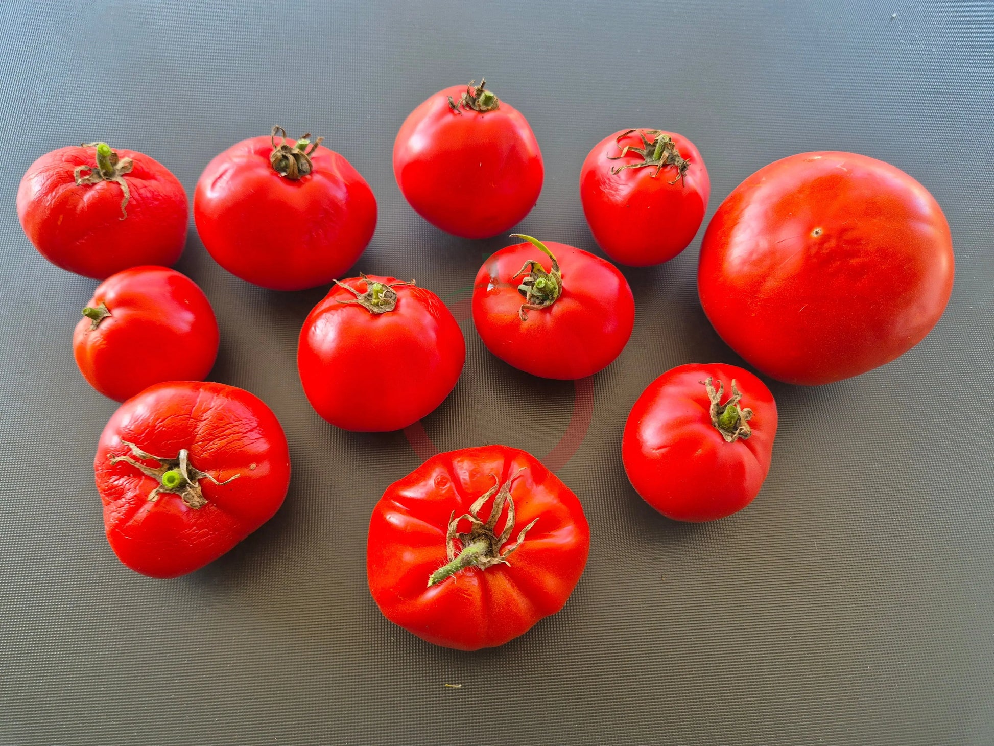 Campbell 1321 DER TOMATENFLÜSTERER