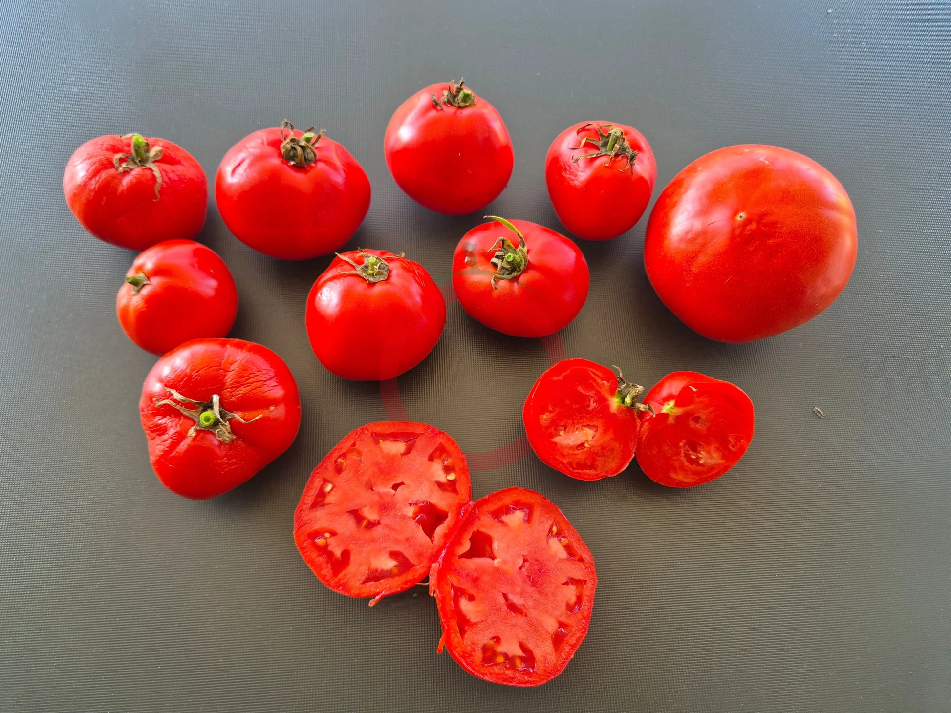 Campbell 1321 DER TOMATENFLÜSTERER