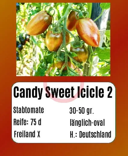 Candy Sweet Icicle 2 DER TOMATENFLÜSTERER