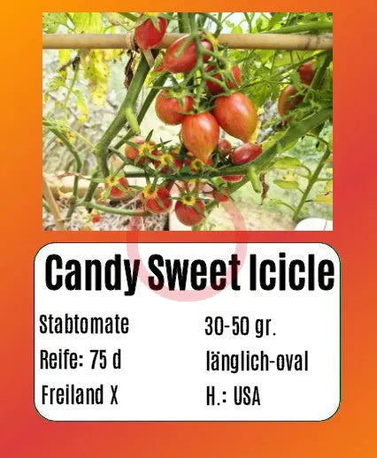 Candy Sweet Icicle DER TOMATENFLÜSTERER