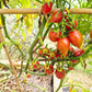 Candy Sweet Icicle DER TOMATENFLÜSTERER