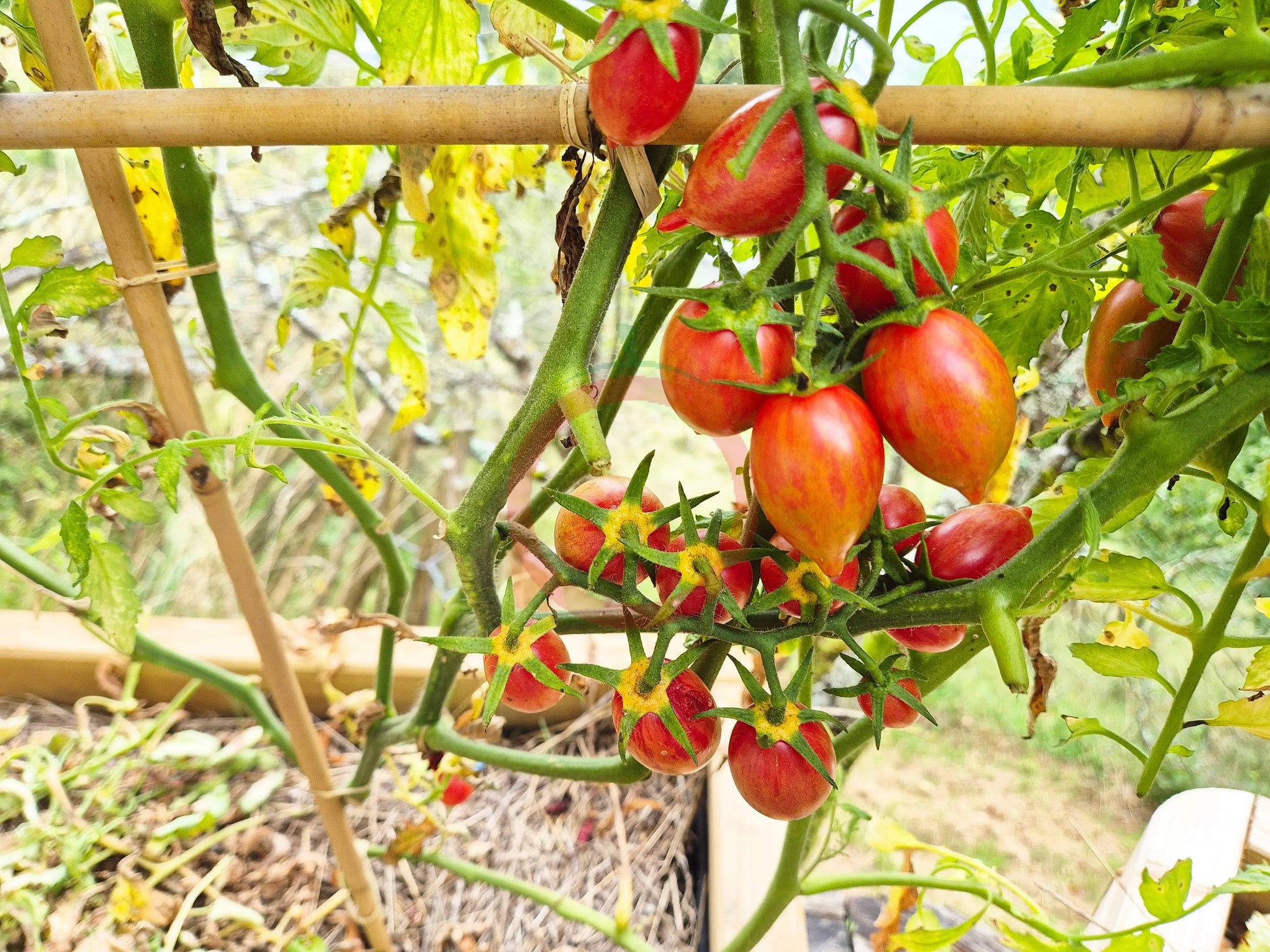 Candy Sweet Icicle DER TOMATENFLÜSTERER