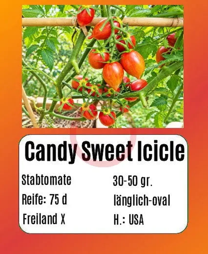 Candy Sweet Icicle DER TOMATENFLÜSTERER