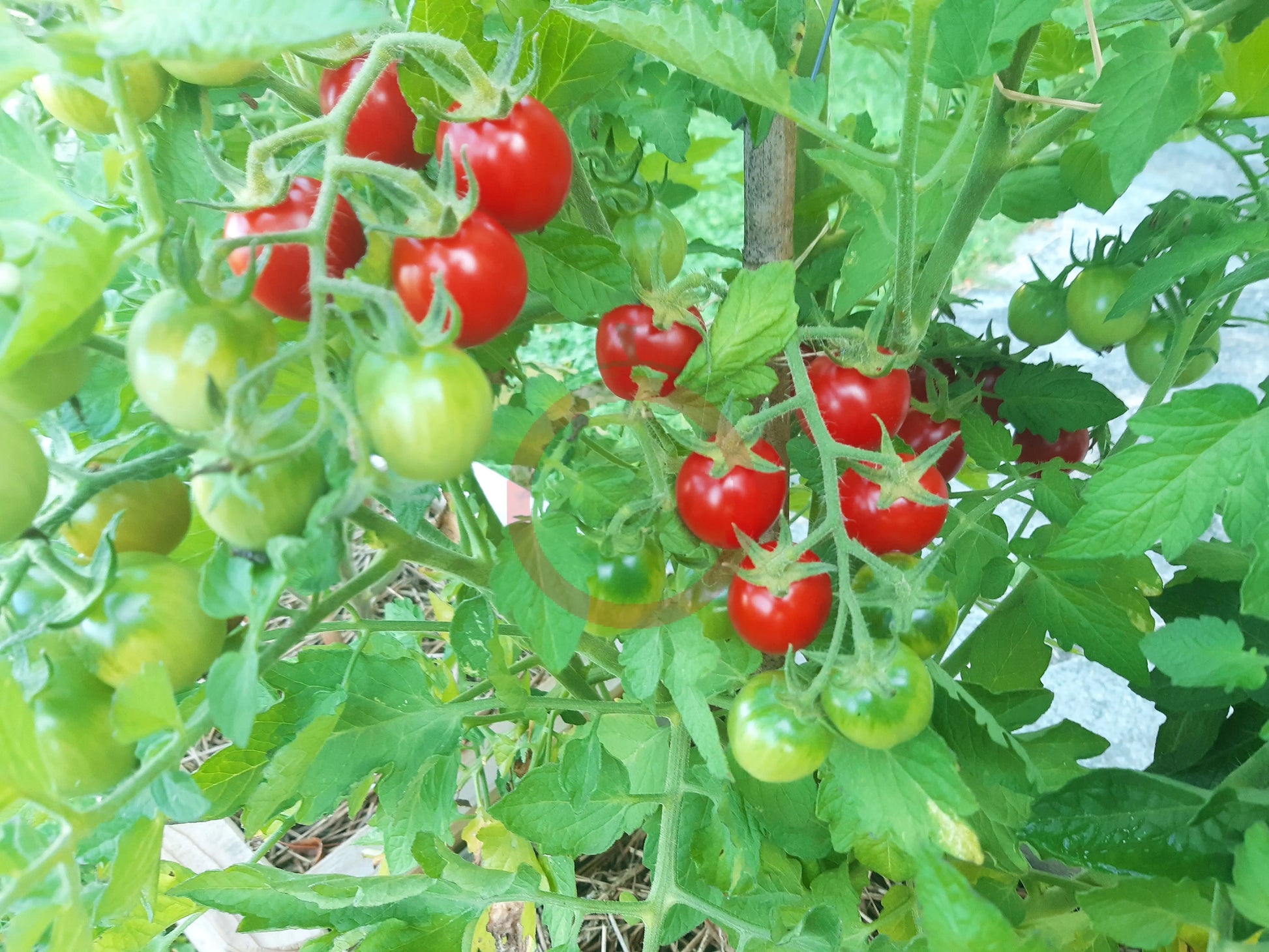 Canneberge Sucreé DER TOMATENFLÜSTERER