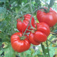 Capricorn DER TOMATENFLÜSTERER