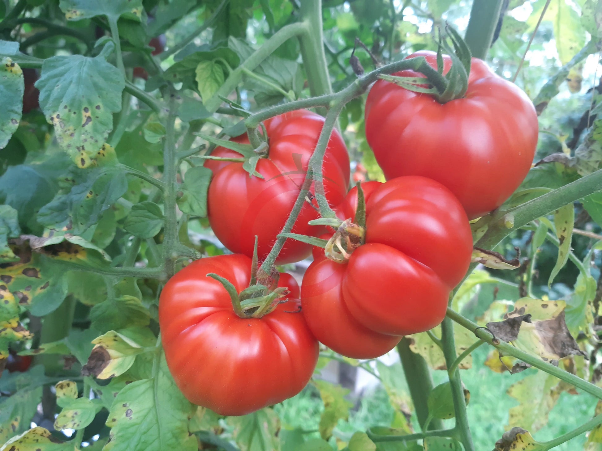 Capricorn DER TOMATENFLÜSTERER