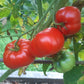 Capricorn DER TOMATENFLÜSTERER