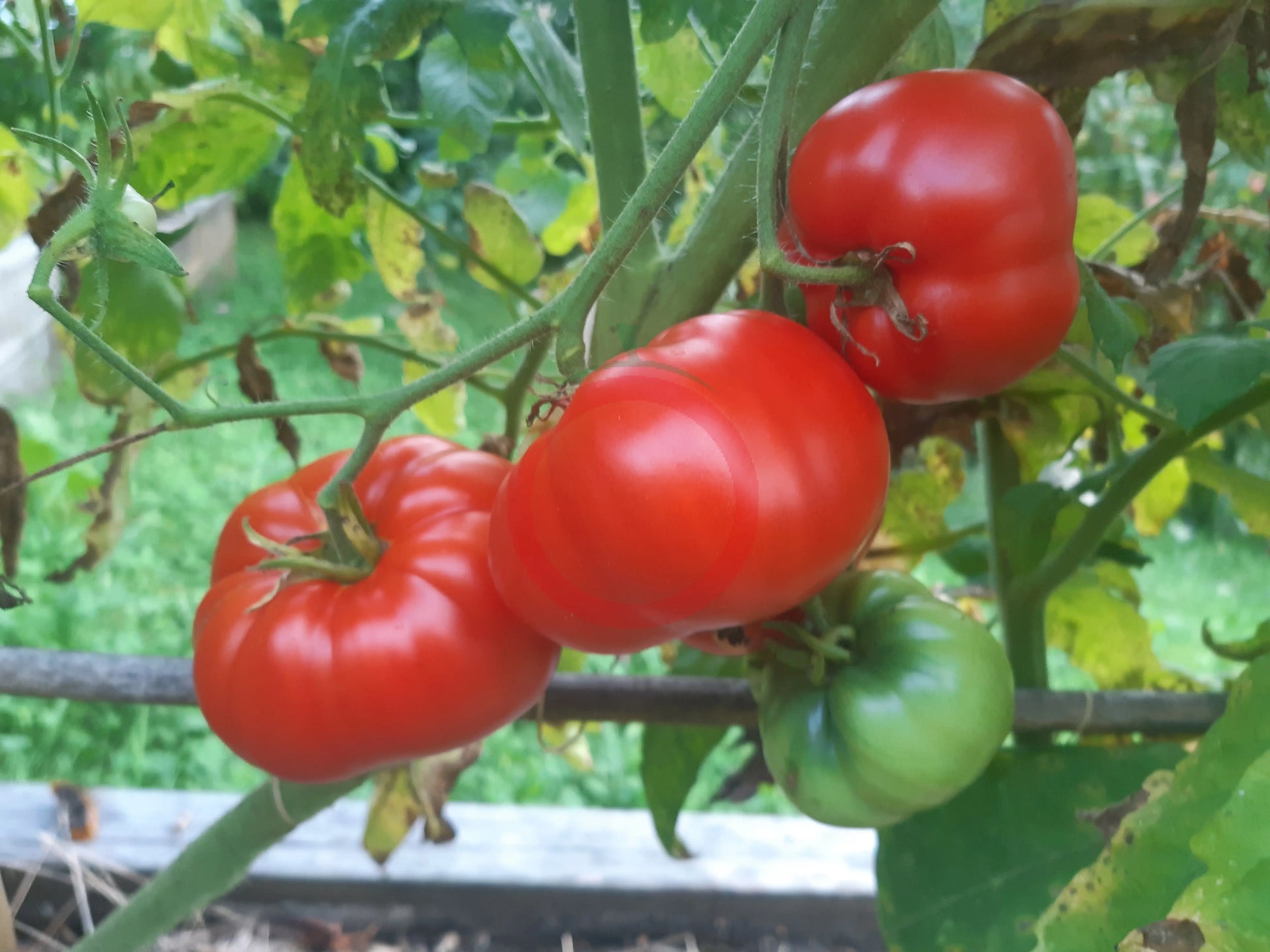 Capricorn DER TOMATENFLÜSTERER