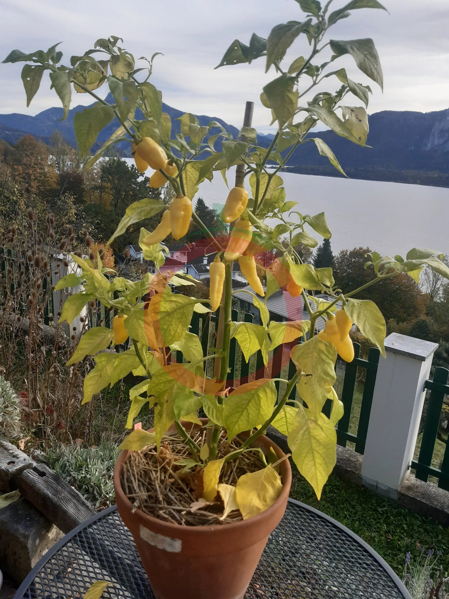 Carbonero White DER TOMATENFLÜSTERER