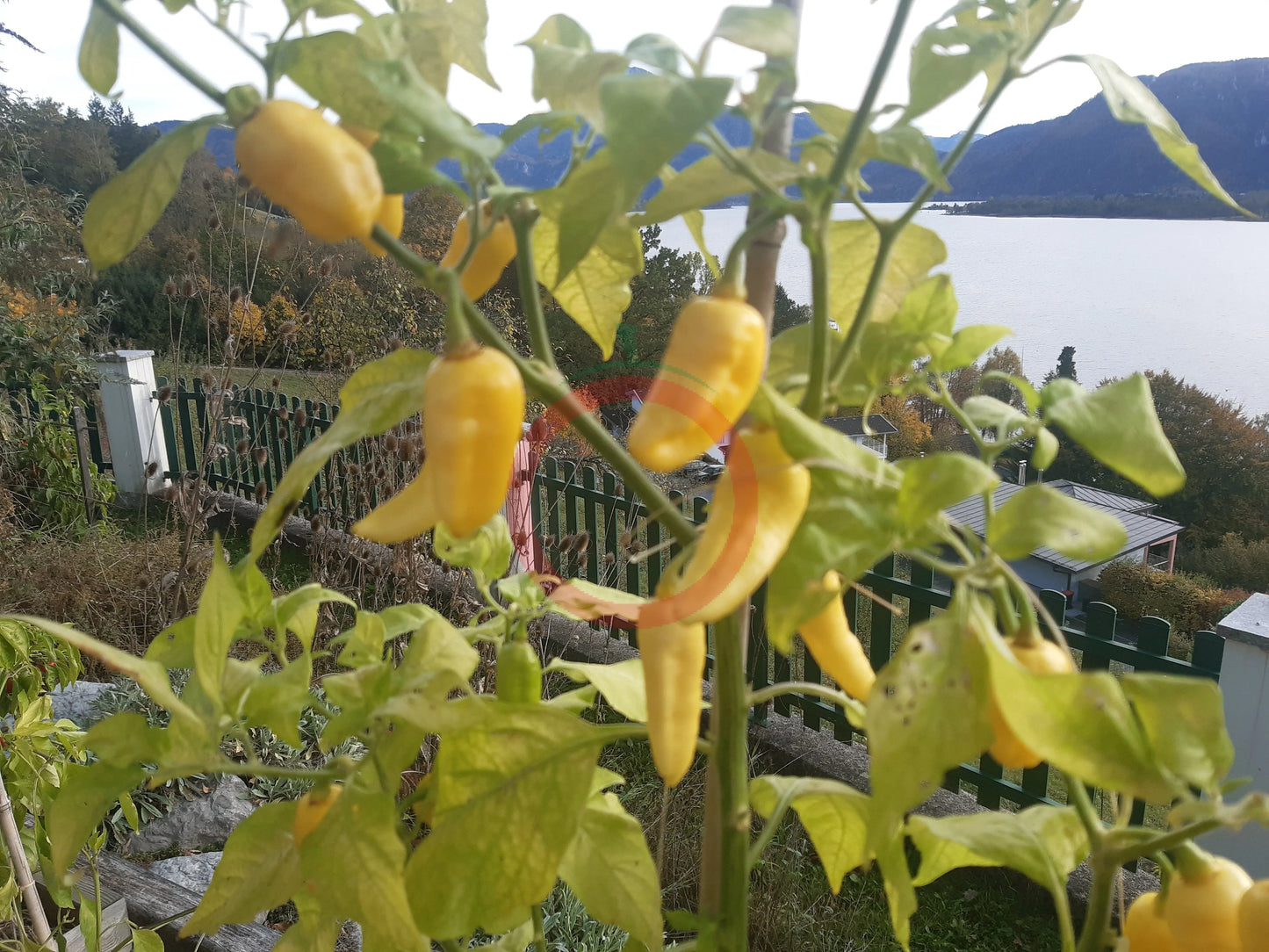 Carbonero White DER TOMATENFLÜSTERER