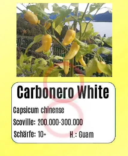 Carbonero White DER TOMATENFLÜSTERER