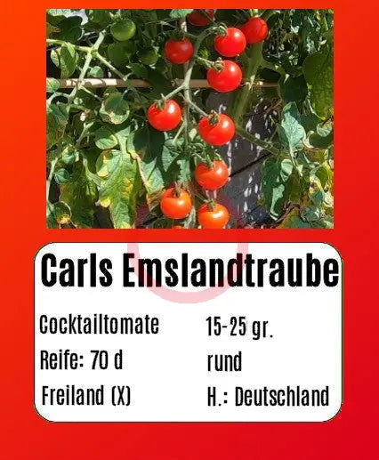 Carls Emslandtraube DER TOMATENFLÜSTERER