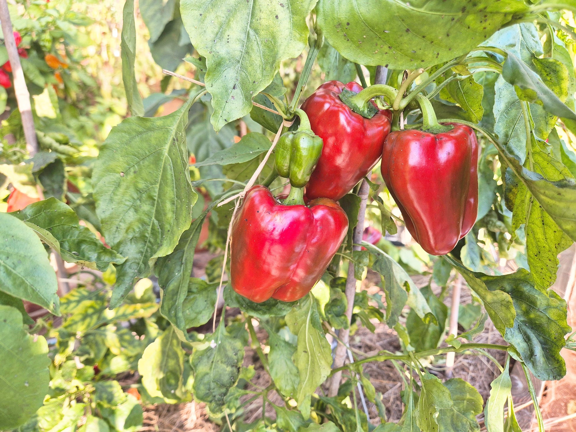 Carmagnola Rosso DER TOMATENFLÜSTERER