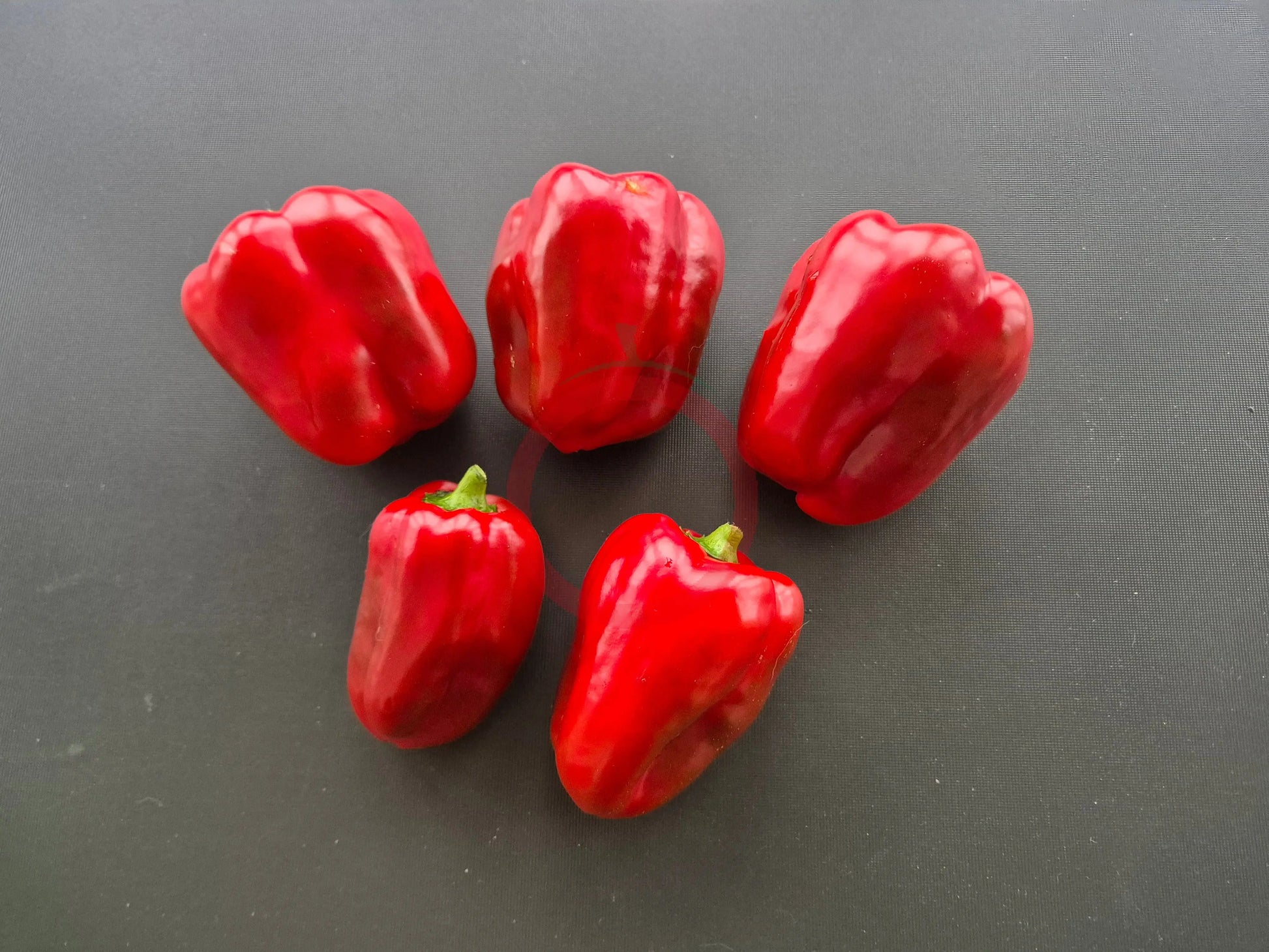 Carmagnola Rosso DER TOMATENFLÜSTERER