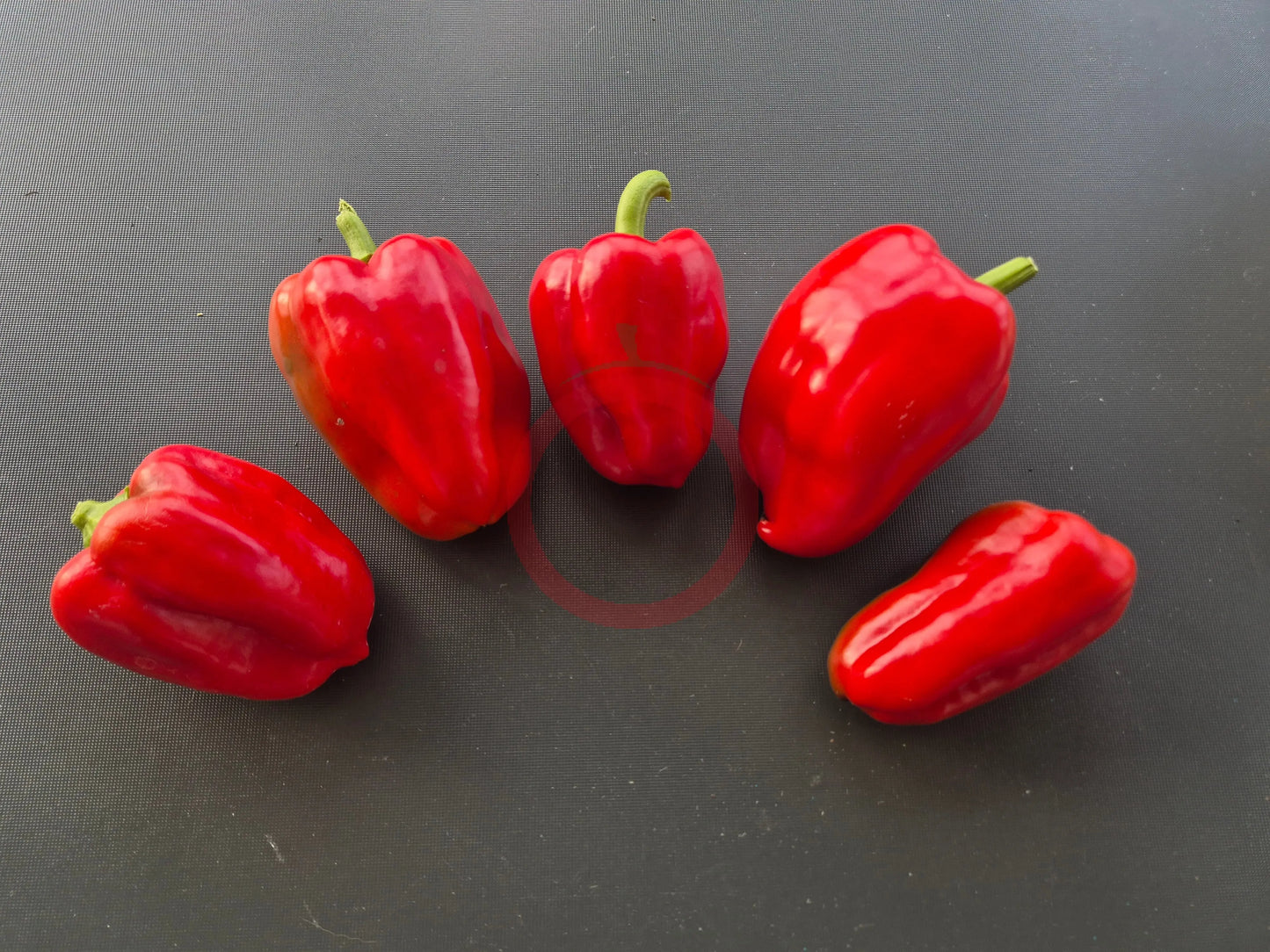 Carmagnola Rosso DER TOMATENFLÜSTERER