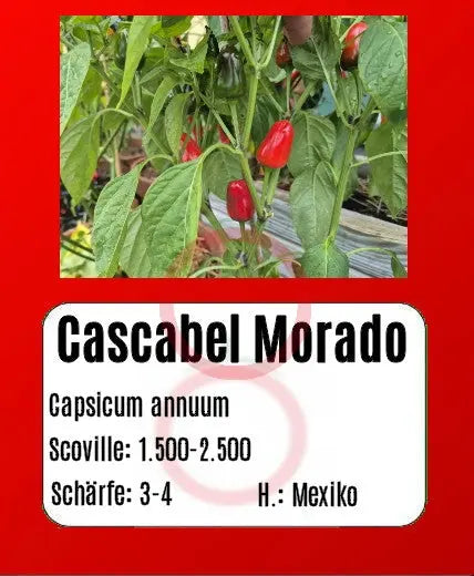 Cascabel Morado DER TOMATENFLÜSTERER