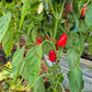 Cascabel Morado DER TOMATENFLÜSTERER