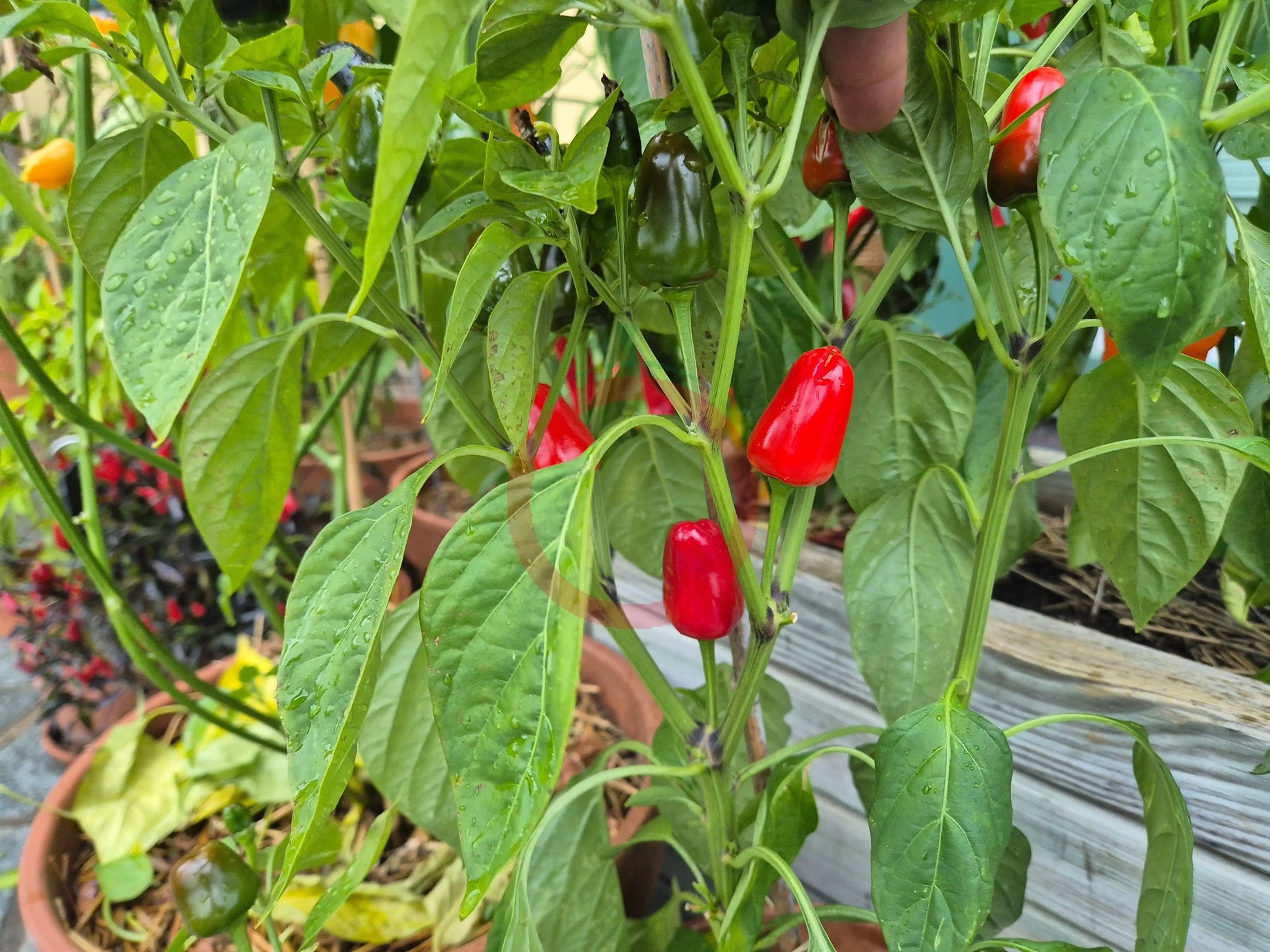 Cascabel Morado DER TOMATENFLÜSTERER