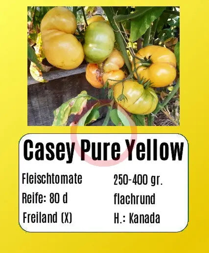 Casey Pure Yellow DER TOMATENFLÜSTERER