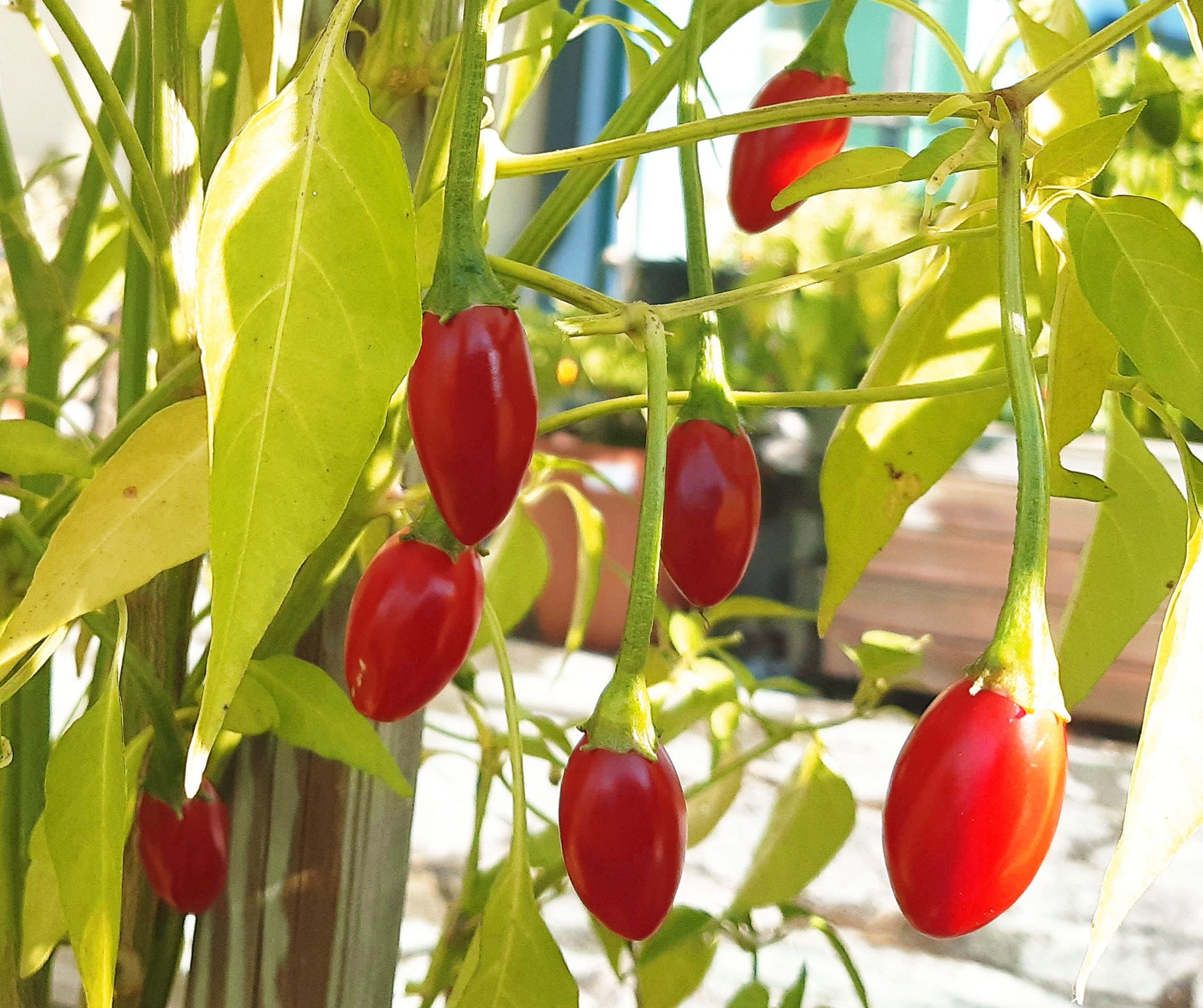 Catarina DER TOMATENFLÜSTERER