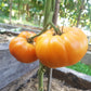Catwell DER TOMATENFLÜSTERER