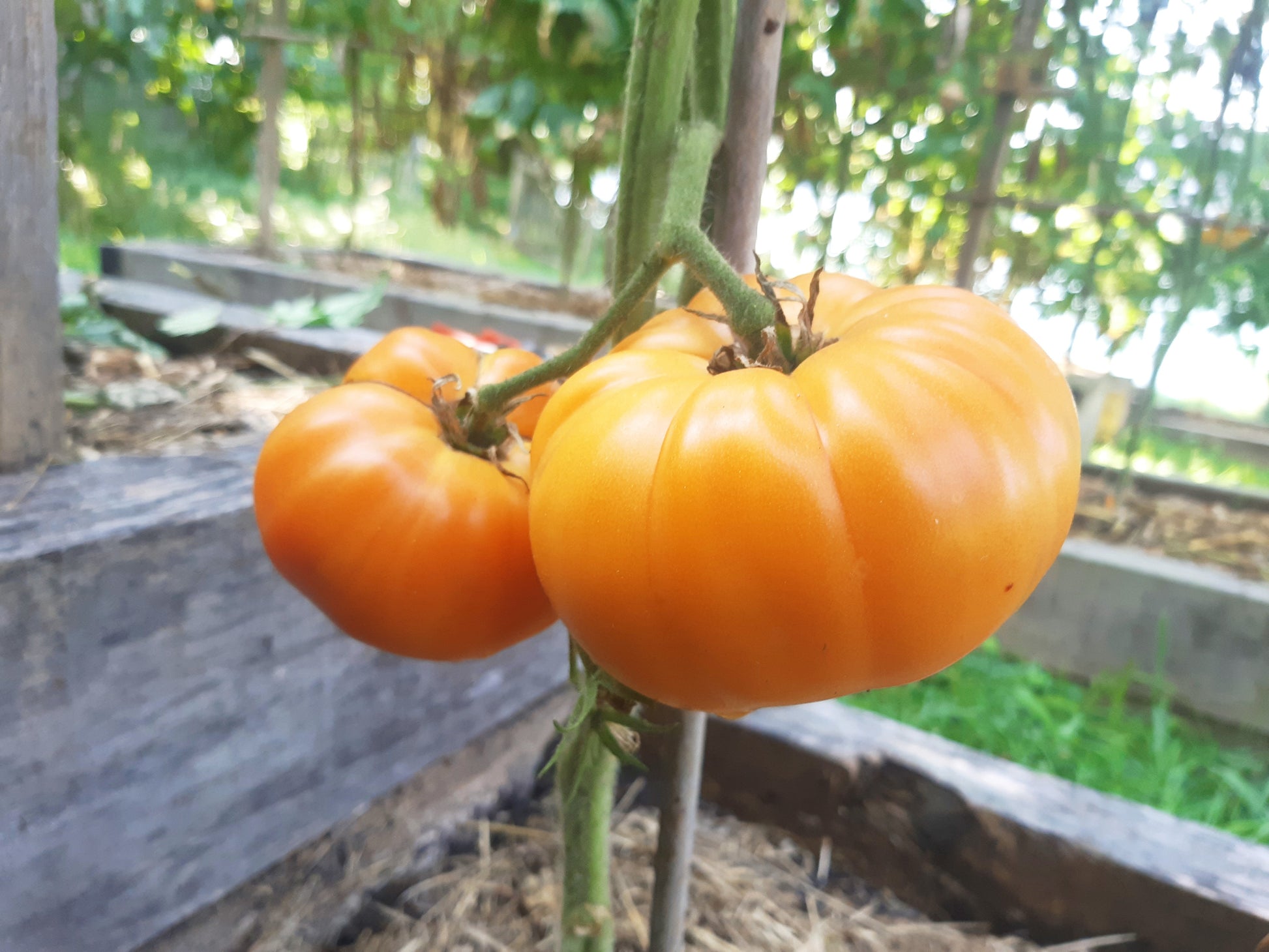 Catwell DER TOMATENFLÜSTERER