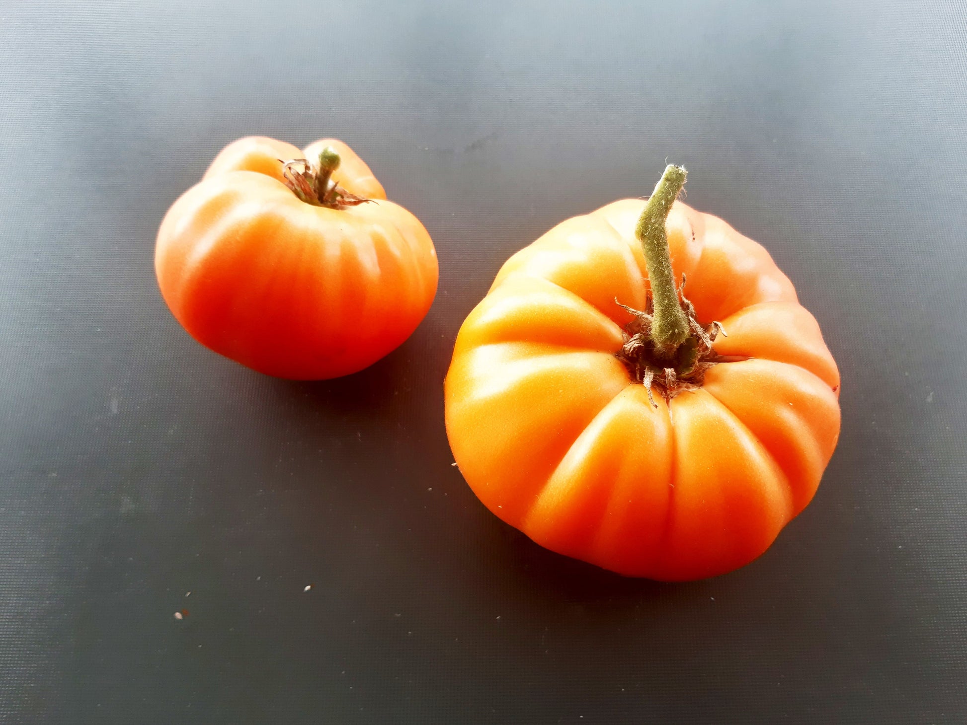 Catwell DER TOMATENFLÜSTERER