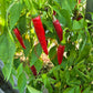 Cayenne DER TOMATENFLÜSTERER