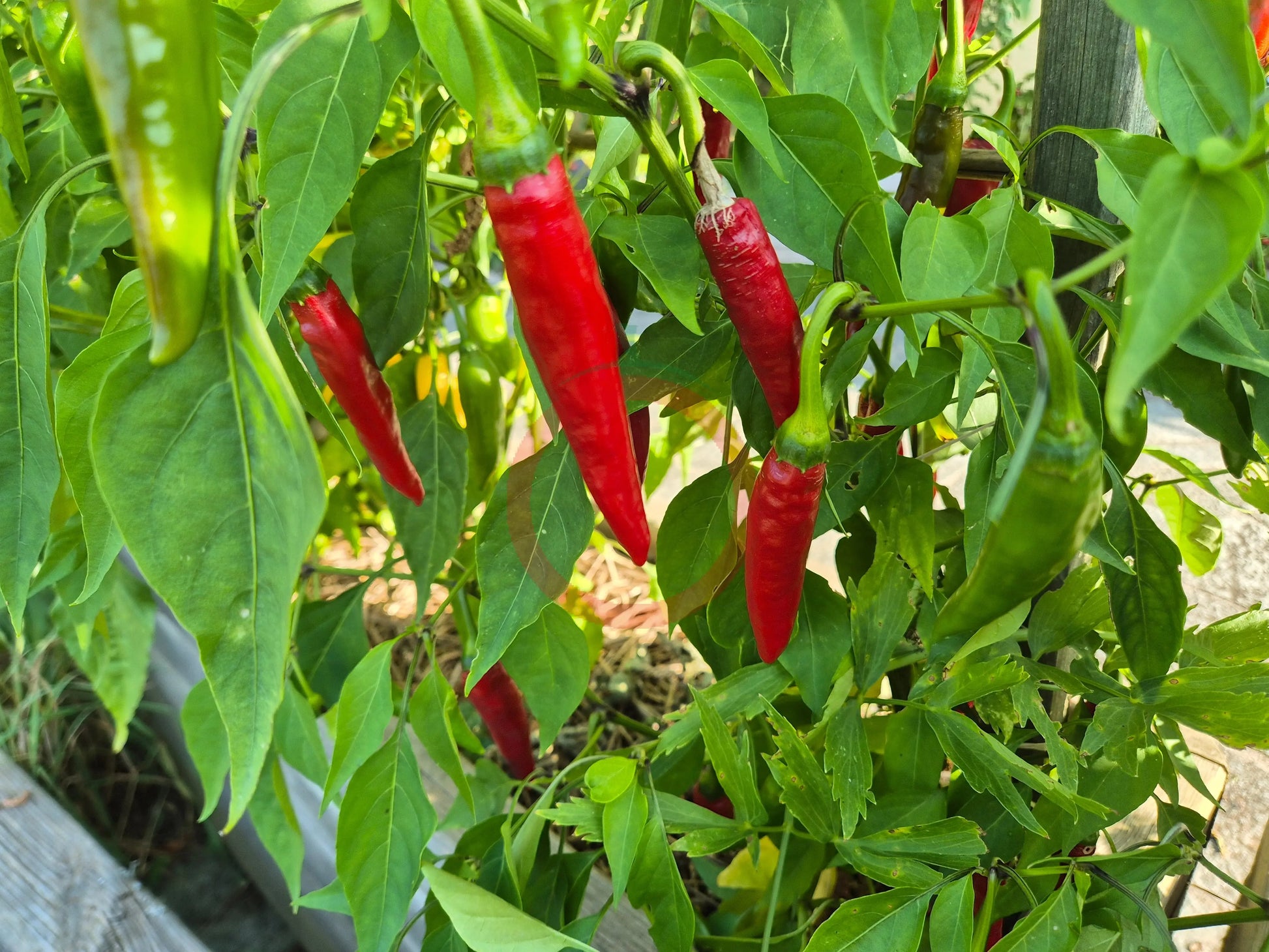 Cayenne DER TOMATENFLÜSTERER