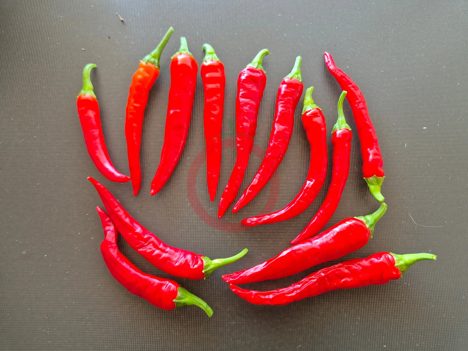 Cayenne DER TOMATENFLÜSTERER
