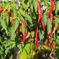 Cayenne DER TOMATENFLÜSTERER