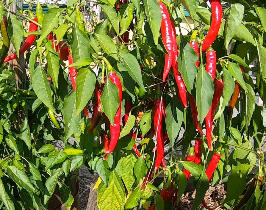 Cayenne DER TOMATENFLÜSTERER