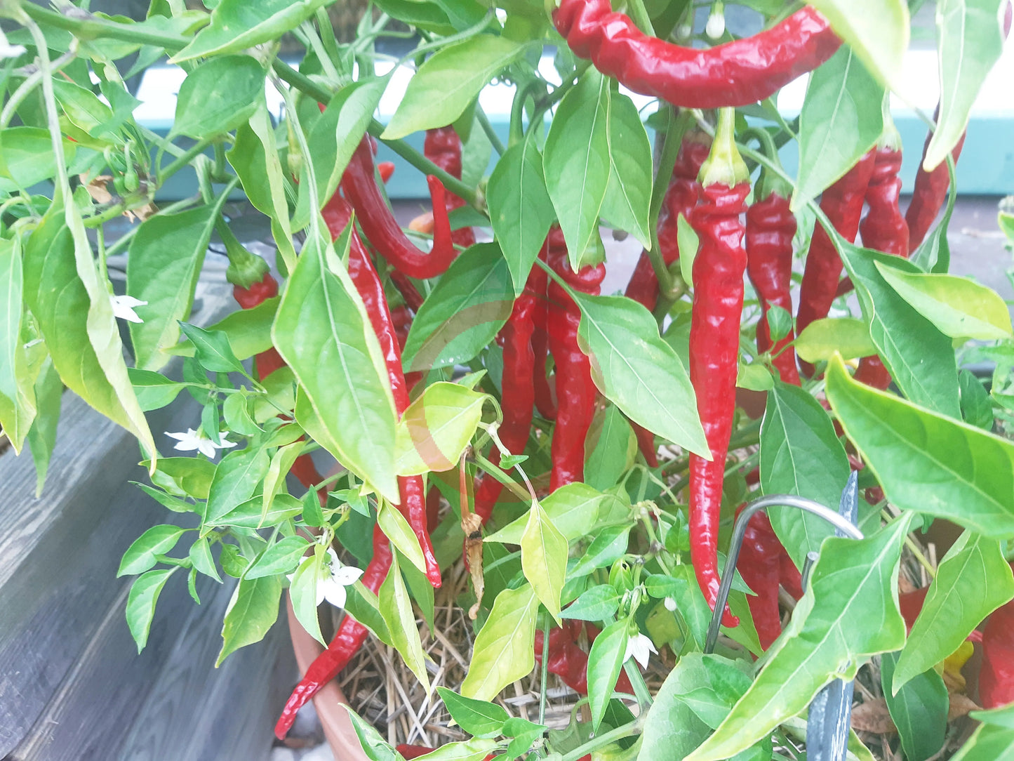 Cayenne Long Slim DER TOMATENFLÜSTERER