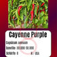 Cayenne purple DER TOMATENFLÜSTERER