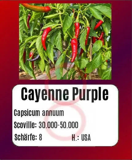 Cayenne purple DER TOMATENFLÜSTERER
