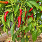 Cayenne purple DER TOMATENFLÜSTERER