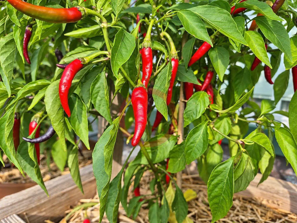Cayenne purple DER TOMATENFLÜSTERER