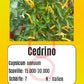 Cedrino DER TOMATENFLÜSTERER