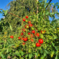 Centiflor Red DER TOMATENFLÜSTERER