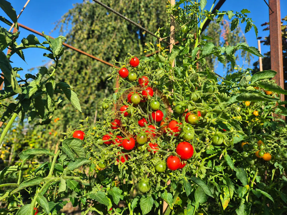 Centiflor Red DER TOMATENFLÜSTERER