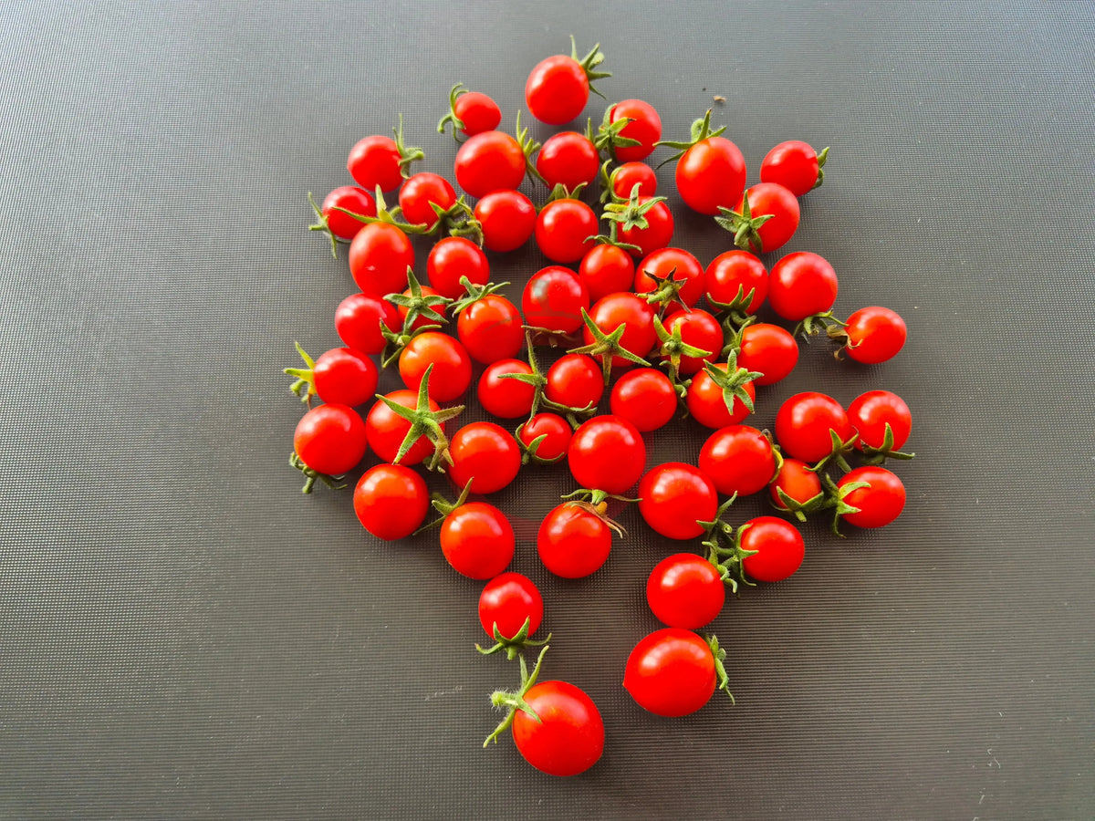 Centiflor Red DER TOMATENFLÜSTERER