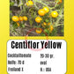 Centiflor Yellow DER TOMATENFLÜSTERER