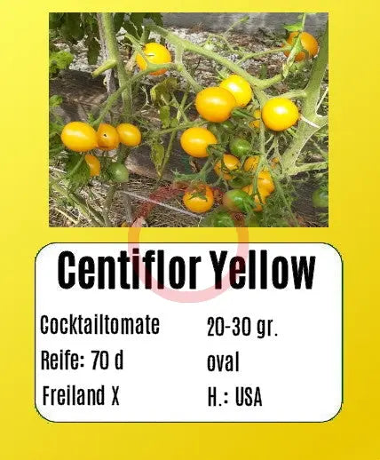 Centiflor Yellow DER TOMATENFLÜSTERER