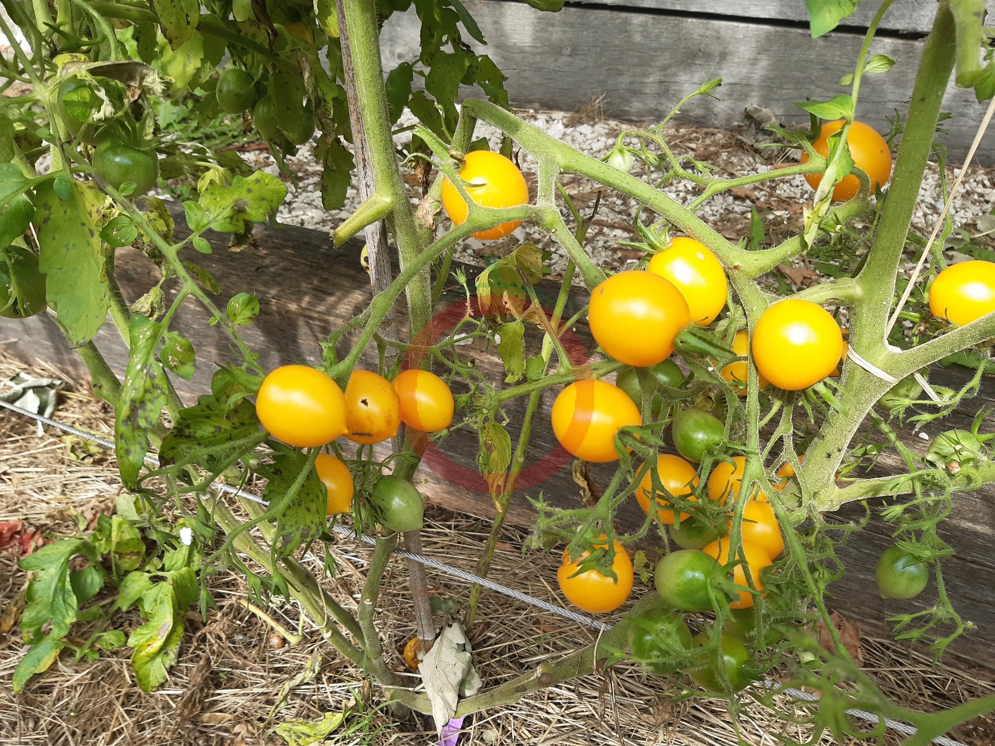 Centiflor Yellow DER TOMATENFLÜSTERER